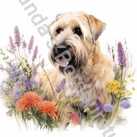 Mok Soft Wheaten 4